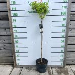 Hortenzia metlinatá (Hydrangea paniculata) ´LIVING SUGAR RUSH® by LIVING CREATIONS® - výška 100-120 cm, kont. C5L - NA KMIENKU